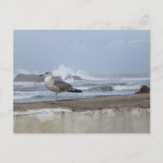 Carte Postale Mouette de mer spectaculaire (Devant)