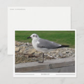 Carte Postale Mouette de Mobile Alabama (Devant / Derrière)