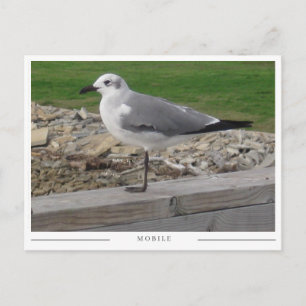 Carte Postale Mouette de Mobile Alabama