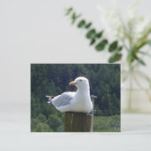 Carte Postale Mouette détendue se reposant sur une clôture en bo (Debout devant)
