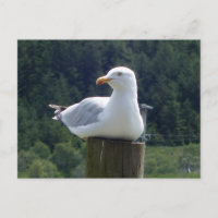 Mouette détendue se reposant sur une clôture en bo