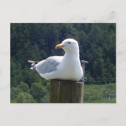 Carte Postale Mouette détendue se reposant sur une clôture en bo (Devant)