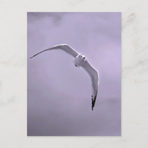 Carte Postale Mouette en vol noir et blanc