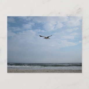 Carte Postale Mouette en vol Plage Photographie originale