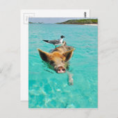 Carte Postale Mouette et cochon (Devant / Derrière)