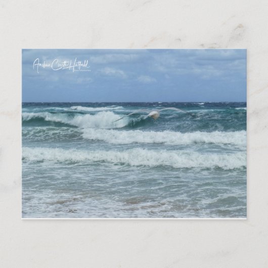 Carte Postale Mouette et Mer (Devant)