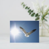 Carte Postale Mouette et soleil (Debout devant)