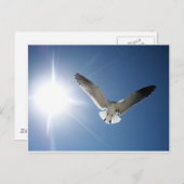 Carte Postale Mouette et soleil (Devant / Derrière)
