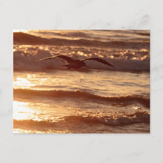 Carte Postale Mouette glissant le long de la plage (Devant)