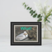 Carte Postale Mouette marrante essayant de manger une étoile de  (Debout devant)