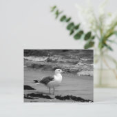 Carte Postale Mouette (noire et blanche) (Debout devant)