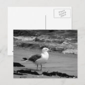Carte Postale Mouette (noire et blanche) (Devant / Derrière)