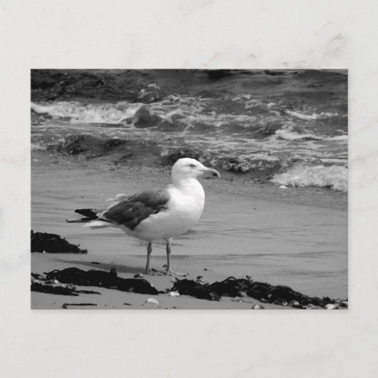 Carte Postale Mouette (noire et blanche) (Devant)