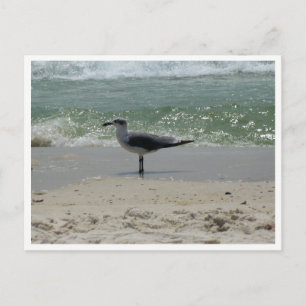 Carte Postale Mouette – Photographie de la faune côtière