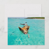 CARTE POSTALE MOUETTE PORC MER AMUSEMENT POSTCROSSING (Devant / Derrière)