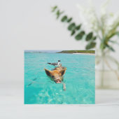 CARTE POSTALE MOUETTE PORC MER AMUSEMENT POSTCROSSING (Debout devant)