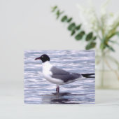 Carte Postale Mouette rieuse (Debout devant)