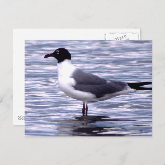 Carte Postale Mouette rieuse (Devant / Derrière)