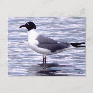 Carte Postale Mouette rieuse