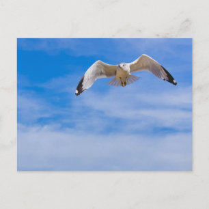 Carte Postale Mouette s'élevant haut contre un ciel bleu