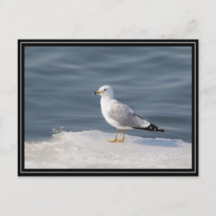 Carte Postale Mouette sur glace