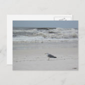 Carte Postale Mouette sur la plage (Devant / Derrière)