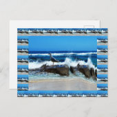 Carte Postale Mouette Sur Les Rochers De Plage, (Devant / Derrière)