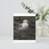 Carte Postale Mouette sur les roches (Debout devant)