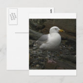 Carte Postale Mouette sur les roches (Devant / Derrière)
