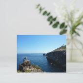 Carte Postale Mouette sur l'île d'Anacapa aux îles Channel (Debout devant)