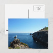 Carte Postale Mouette sur l'île d'Anacapa aux îles Channel (Devant / Derrière)