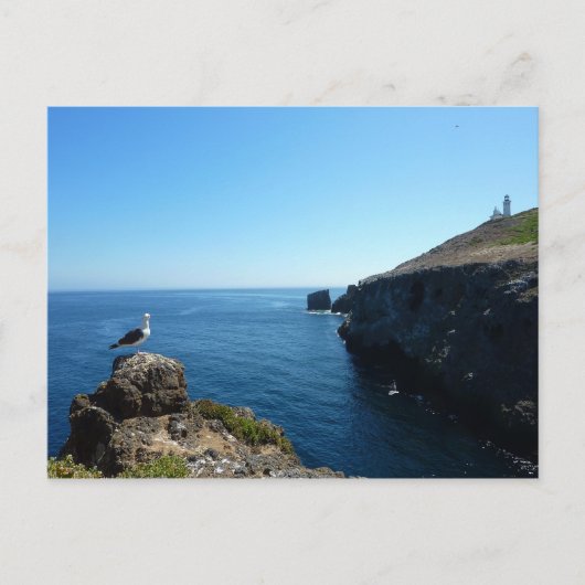 Carte Postale Mouette sur l'île d'Anacapa aux îles Channel (Devant)
