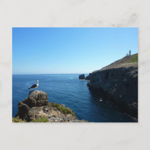 Carte Postale Mouette sur l'île d'Anacapa dans les Channel Islan