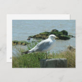 Carte postale - Mouette sur Pile (Devant / Derrière)