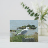 Carte postale – Mouette sur pilotis (Debout devant)