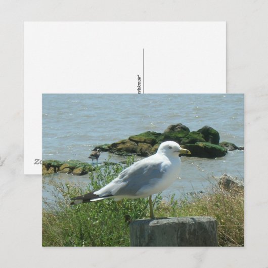 Carte postale – Mouette sur pilotis (Devant / Derrière)