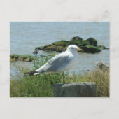 Carte postale – Mouette sur pilotis (Devant)