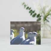 Carte Postale Mouette sur rail (Debout devant)