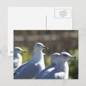 Carte Postale Mouette sur rail (Devant / Derrière)