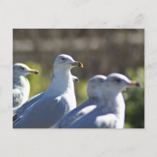 Carte Postale Mouette sur rail