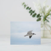 Carte Postale Mouette volante (Debout devant)