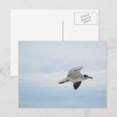 Carte Postale Mouette volante (Devant / Derrière)