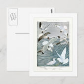 Carte Postale Mouettes (Devant / Derrière)