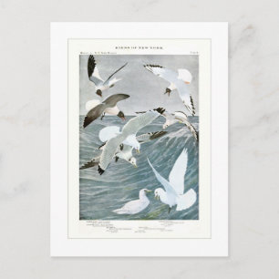 Carte Postale Mouettes