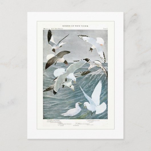 Carte Postale Mouettes (Devant)