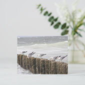 Carte postale: Mouettes (Debout devant)