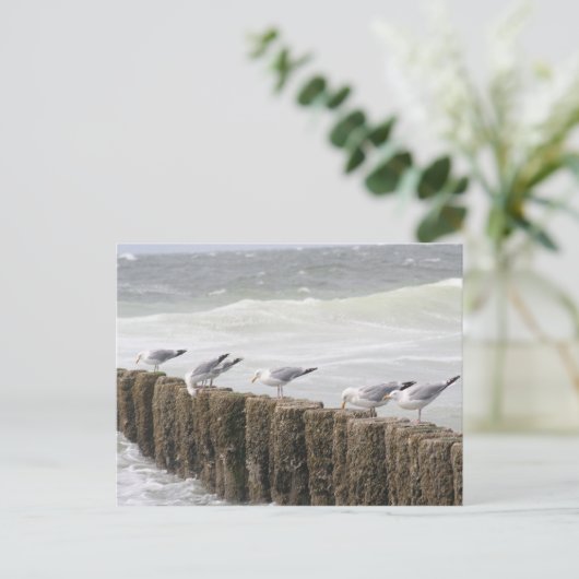 Carte postale: Mouettes (Debout devant)