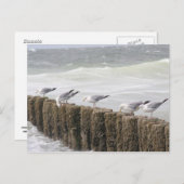 Carte postale: Mouettes (Devant / Derrière)