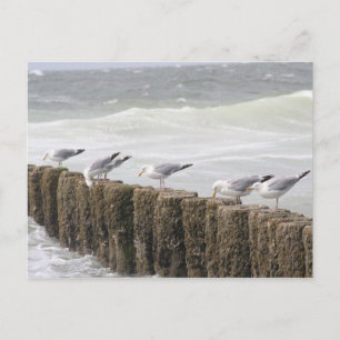 Carte postale: Mouettes