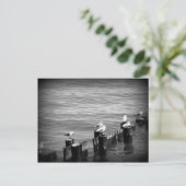 Carte Postale mouettes (Debout devant)